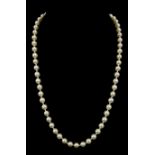 A single row of sixty two cultured pearl beads measuring approx 5.8mm to 6.0mm, strung knotted to