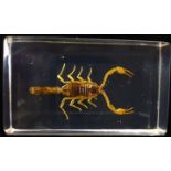 A lucite paperweight containing a bark scorpian, 7.3cm max