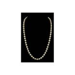 A single row of sixty two cultured pearl beads measuring approx 5.8mm to 6.0mm, strung knotted to