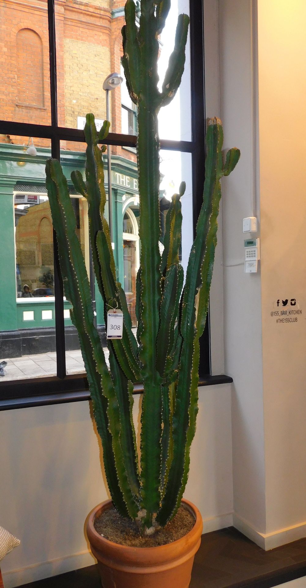 Large Potted Cactus (Located at 155 Farringdon Road, London, EC1R 3AF)