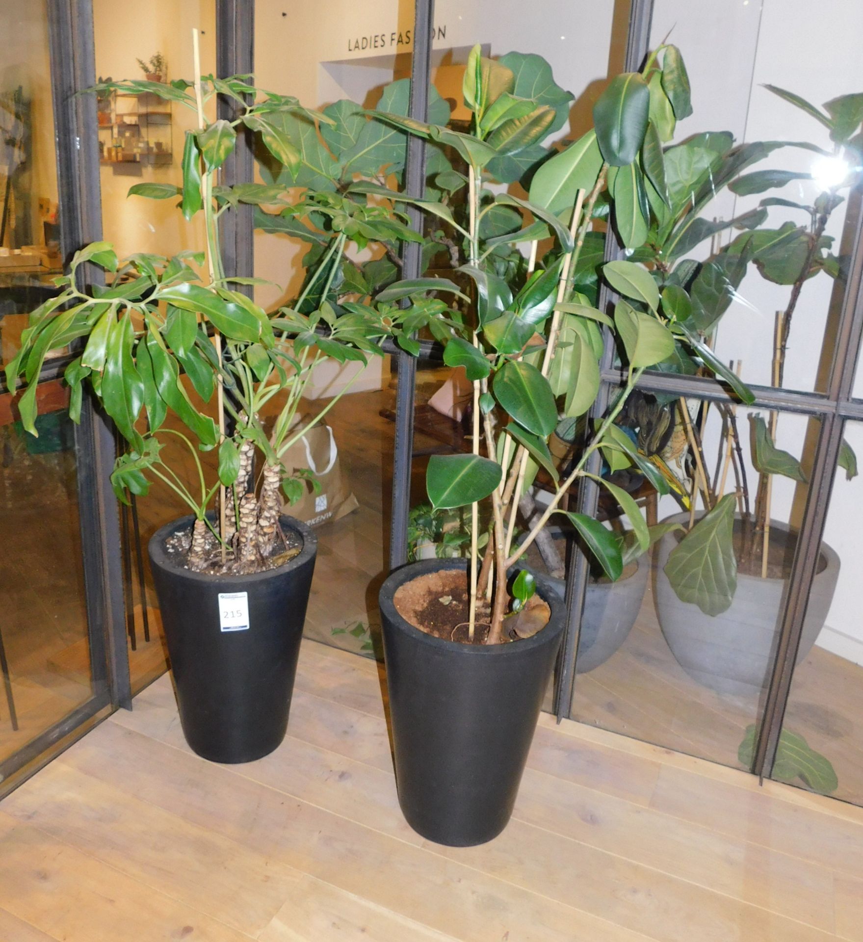 2 Potted Plants in Matching Pots (Located at 155 Farringdon Road, London, EC1R 3AF)