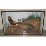 CASED SPECIMEN GOLDEN PHEASANT amongst rockwork and foliage,