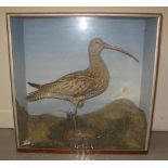 CASED SPECIMEN CURLEW with ferns and foliage. 53cm x 52 x 16. (B.P. 24% incl. VAT) CONDITION REPORT: