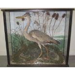 CASED SPECIMEN GREY HERON amongst reeds and rockwork with estuary scene painted to back of case.