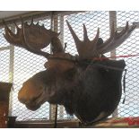 LARGE MOUNTED MOOSE HEAD on oak shield shaped panel. (B.P. 24% incl.