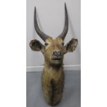 MOUNTED SPECIMEN AFRICAN ANTELOPE HEAD, probably a Waterbuck. (B.P. 24% incl. VAT)