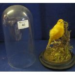 Taxidermy specimen - a mounted canary on branch with foliage under glass dome,