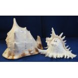 Two Conch shells. (2) (B.P. 24% incl.