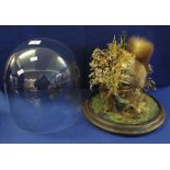 Taxidermy - cased red squirrel with pine cone, within foliage and glass dome,