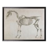 Animal Horse Skeleton Art 80x60"Flat Black Wood 217.5 X 4 X 166.7cm
