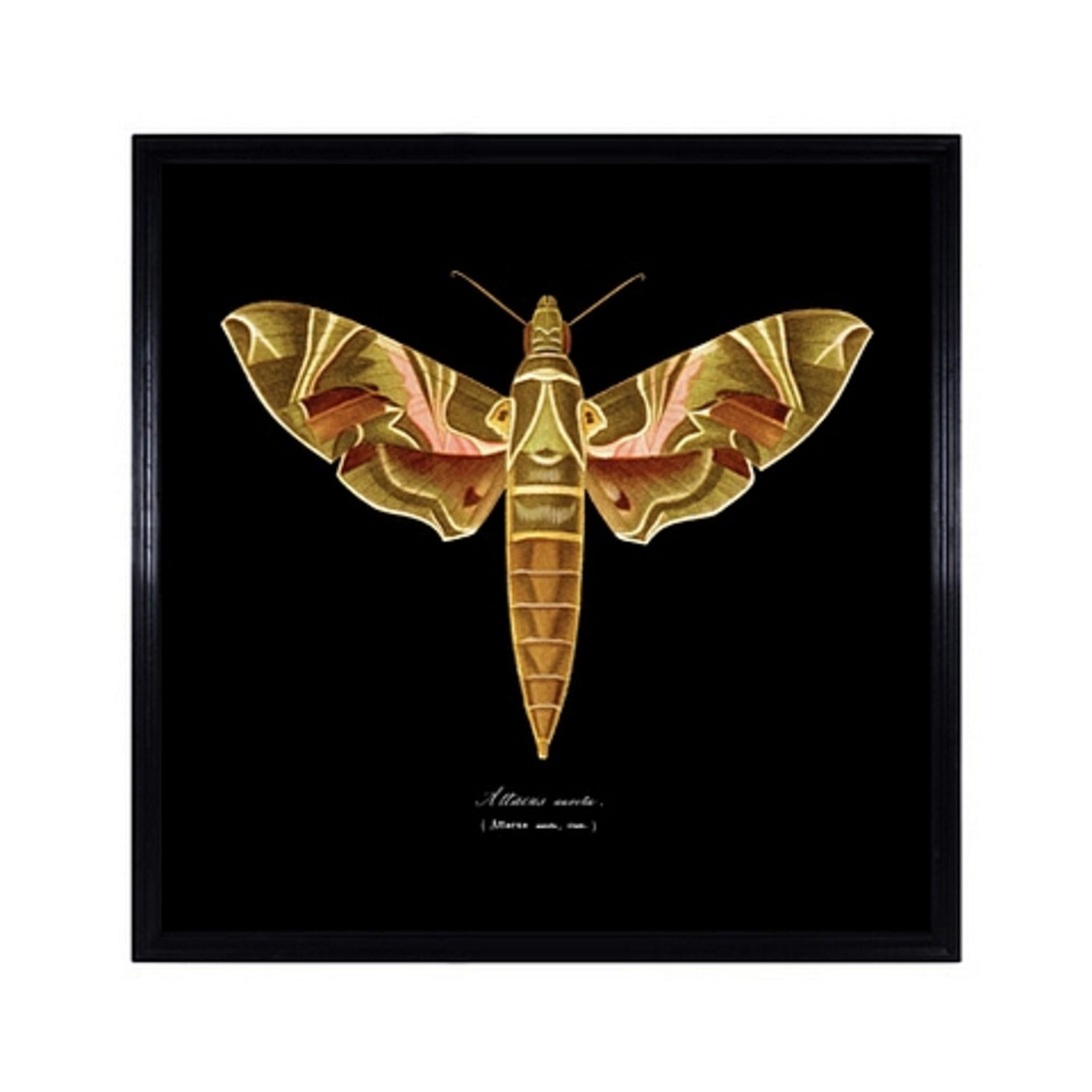 Entomology Brn Flat Moth Art - Artwork (135x135) Black Wood