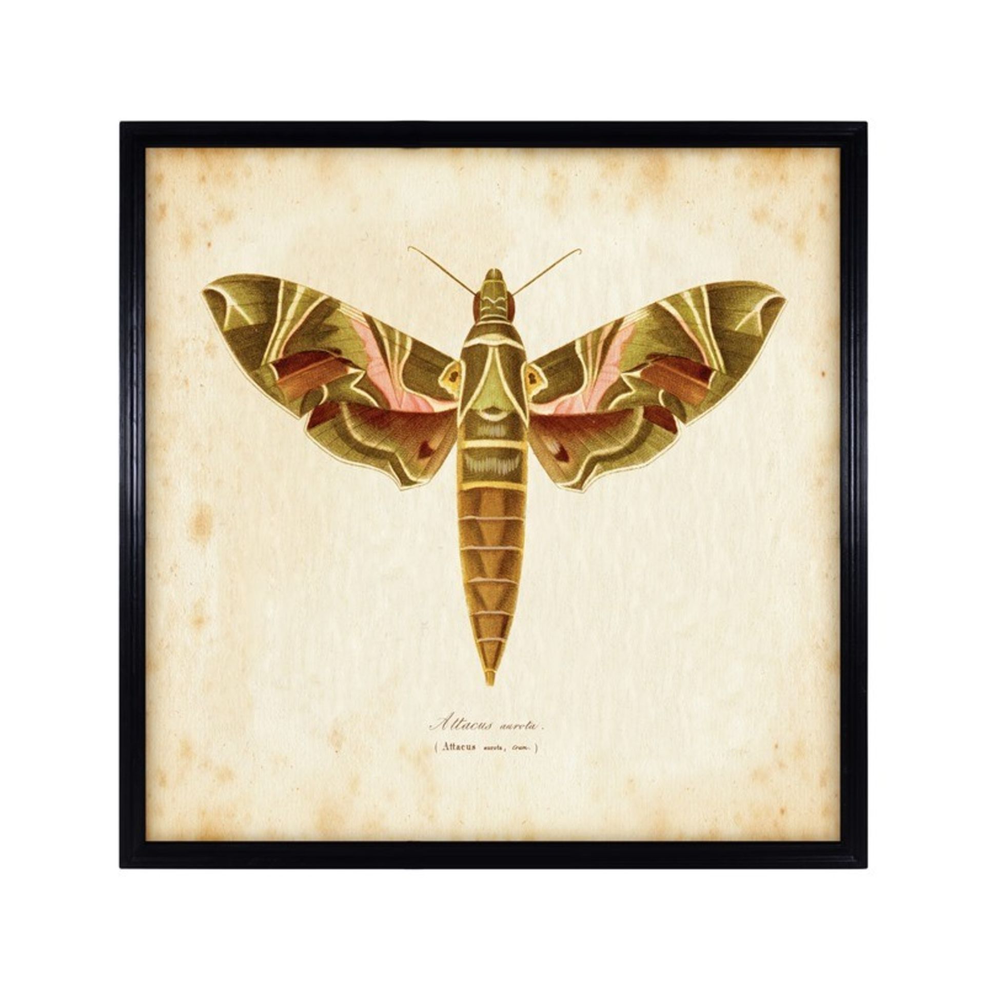 Entomology Brn Natural Moth Art - Artwork (135x135) Black Wood