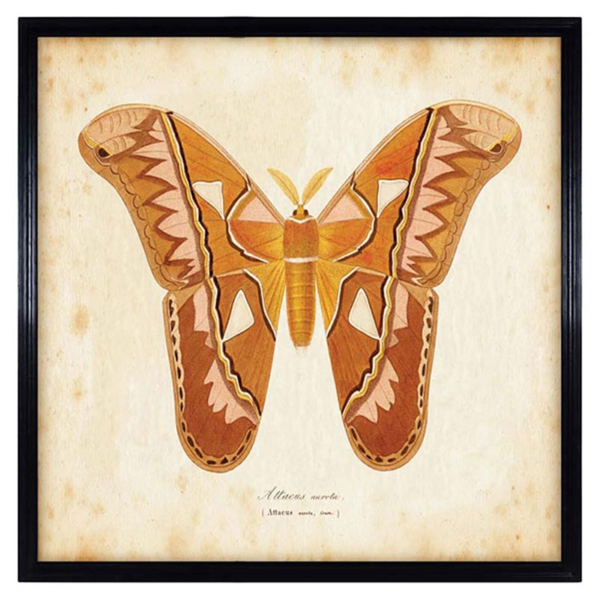 Entomology Brn Nat Butterfly Art - Artwork (135x135) Black Wood