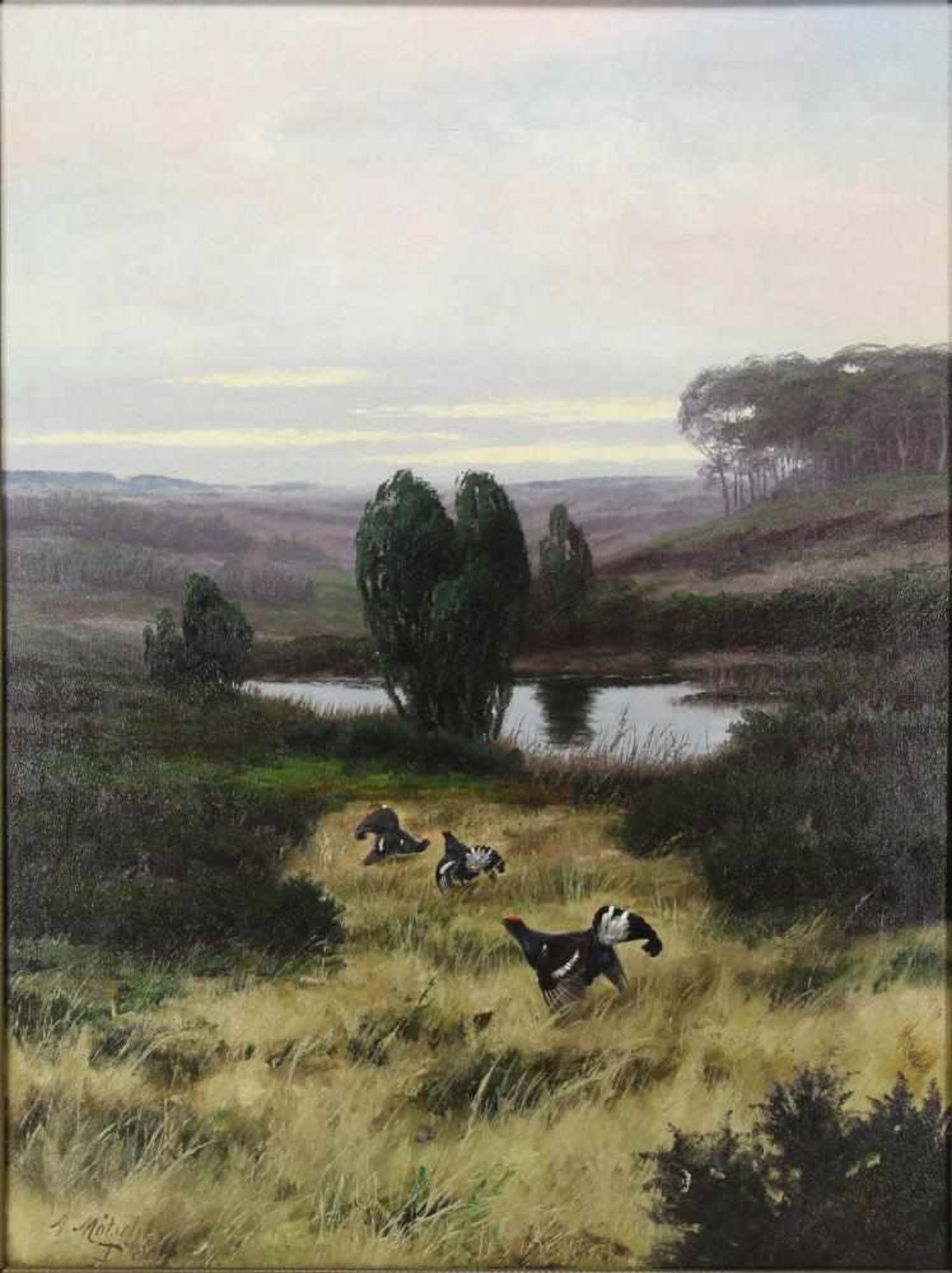 Mötsch, August 1869-1952. Düsseldorfer Jagdmaler. Mehrere Auerhöhne in Moorlandschaft. Öl auf
