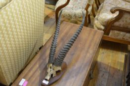 Taxidermy: a wall mounted trophy of a pair of gazelle horns, mounted on an oak shield.