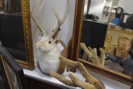 Taxidermy: a "Jackalope" head, mounted on a wooden shield; together with pair of mounted antlers. (