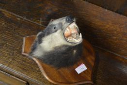 Taxidermy: a badger's head, mounted on a mahogany shield.