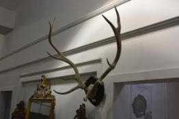 Taxidermy: a pair of ten point stag antlers, mounted on an oak shield.