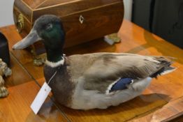 Taxidermy: a mallard duck