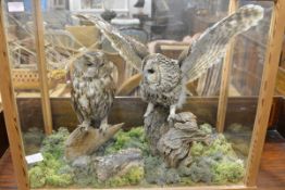 Taxidermy: two tawny owls, in a glass case. 63cm by 76cm by 38cm