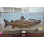 Taxidermy: a cased trout, John Macpherson Inverness taxidermist, bearing ivorine label "Loch Garve