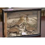 A taxidermy group of three song thrush, in a glass case with decorative background of huntsmen in