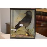 Taxidermy: a Jackdaw, mounted on twigs in a glass case. Case 32cm by 26cm by 18cm,