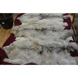 A large wolfskin rug or throw, formed of three joined pelts, on a maroon velvet backing. 195cm by