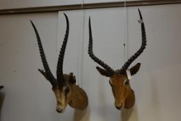 Taxidermy: a mounted impala, bearing Rowland Ward, "The Jungle", Piccadilly label; together with