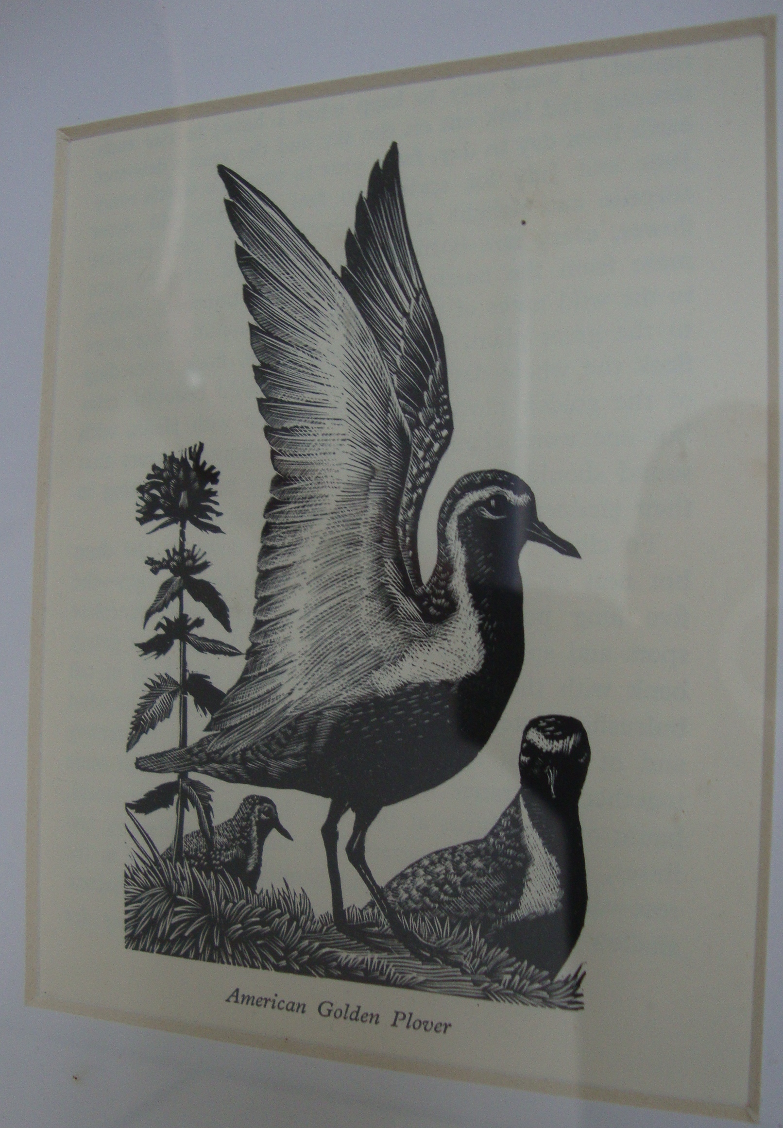 Charles Frederick Tunnicliffe RA (British, 1901-1979) - 16 woodcuts. Various sizes. All framed in - Image 13 of 20