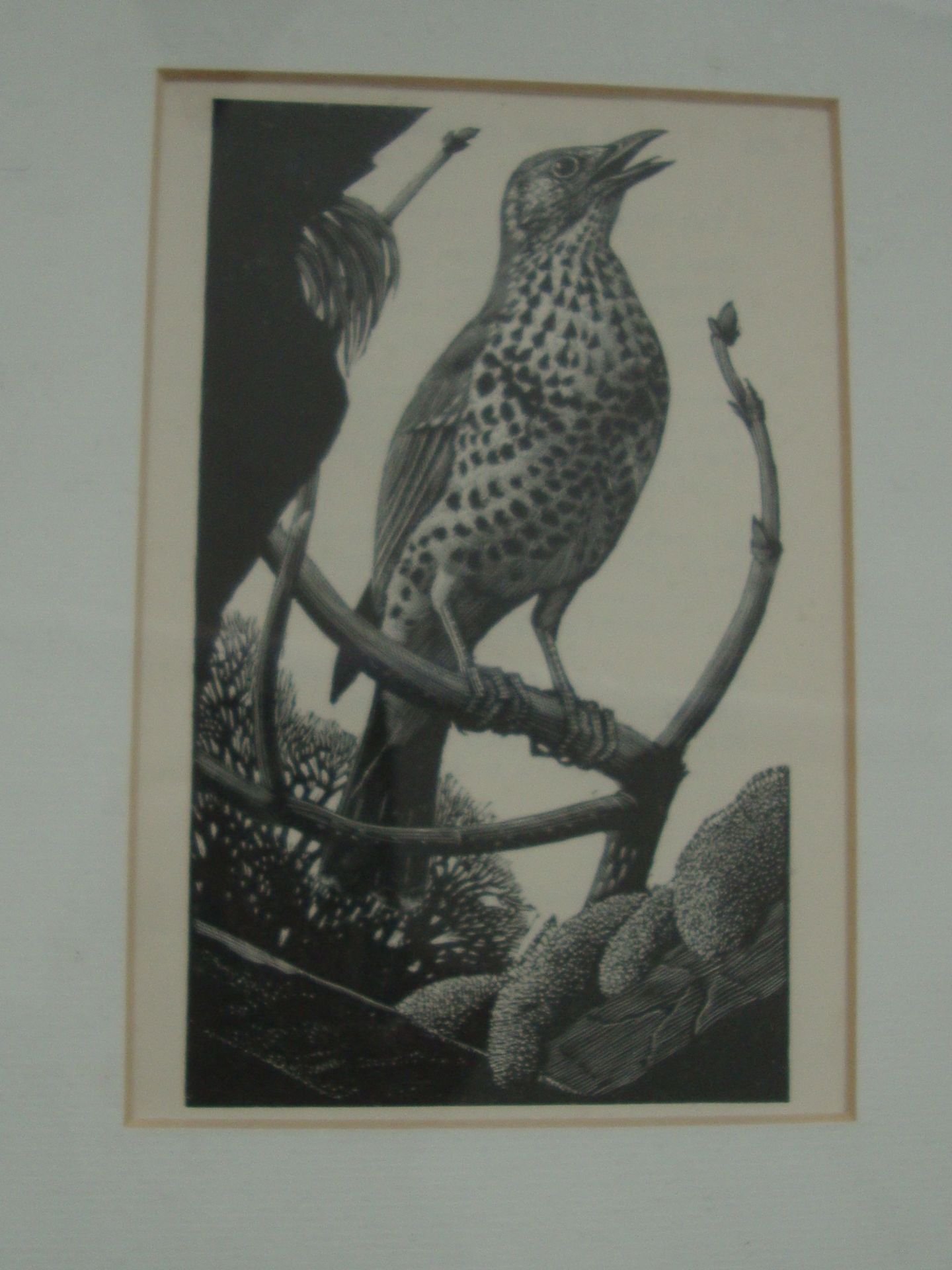 Charles Frederick Tunnicliffe - 7 etchings from Book of Birds. Various sizes from 3" x 3" to 6" x - Image 4 of 9