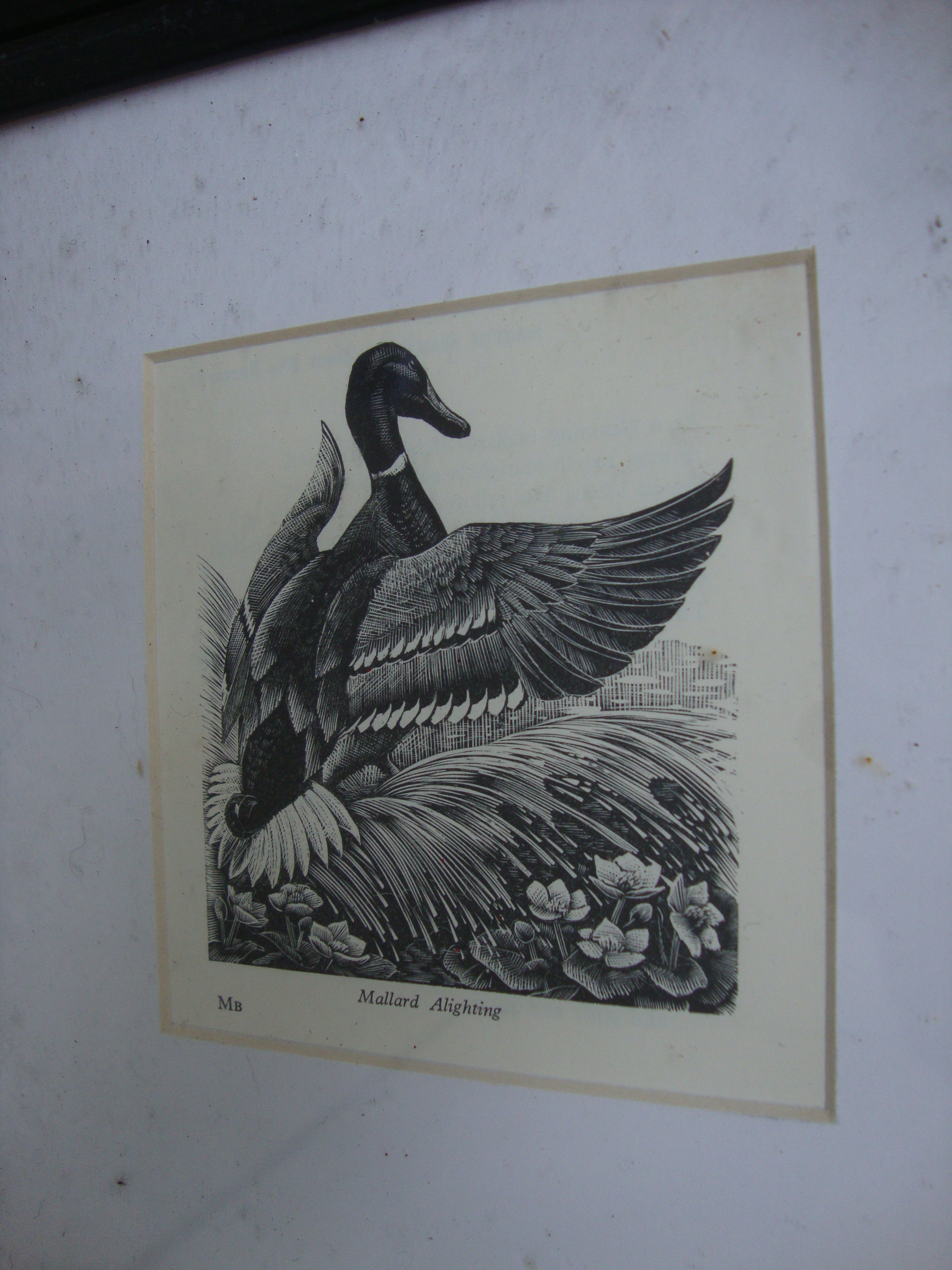 Charles Frederick Tunnicliffe RA (British, 1901-1979) - 16 woodcuts. Various sizes. All framed in - Image 18 of 20