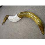 A LARGE PAIR OF STEER HORNS, 118 cms across