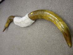 A LARGE PAIR OF STEER HORNS, 118 cms across