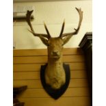 A TAXIDERMY STAG'S HEAD on a shield shaped wall mount, 110 x 70 cms