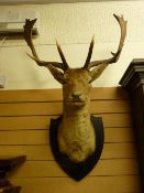 A TAXIDERMY STAG'S HEAD on a shield shaped wall mount, 110 x 70 cms