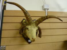 A TAXIDERMY WALL MOUNT, a study of a Jacob sheep's head mounted on an oak shield, 61 cms across