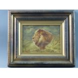 FREDERICK HANCOCK oil on board - head study of a watchful lion, signed, 13 x 18.5 cms