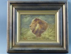 FREDERICK HANCOCK oil on board - head study of a watchful lion, signed, 13 x 18.5 cms