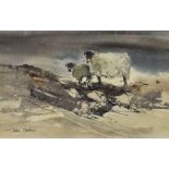 JOHN BLOCKLEY watercolour - two moorland sheep, signed and entitled verso 'Moorland Sheep', 12.5 x