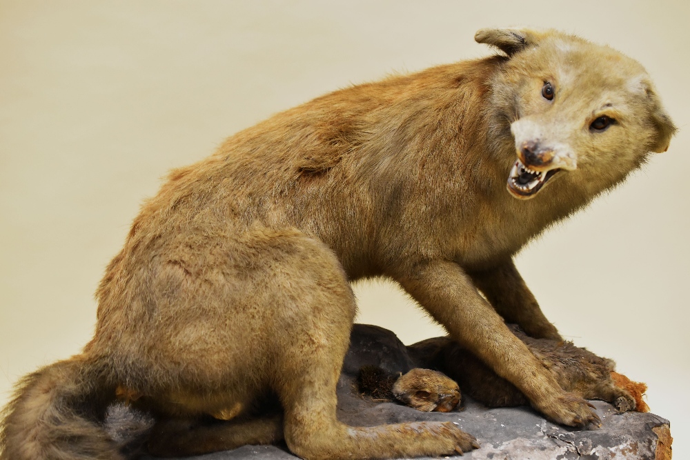 A TAXIDERMY FOX on a papier-mache rocky mount, the fox in aggressive snarling pose typical of - Image 2 of 2