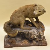 A TAXIDERMY FOX on a papier-mache rocky mount, the fox in aggressive snarling pose typical of