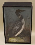 A VICTORIAN CASED TAXIDERMY GREAT NORTHERN DIVER standing amongst reeds and on a faux-rock mount,