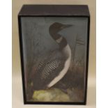 A VICTORIAN CASED TAXIDERMY GREAT NORTHERN DIVER standing amongst reeds and on a faux-rock mount,