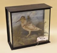 A CASED TAXIDERMY WOODCOCK standing amongst grasses on a faux mossy rock, 36cms high