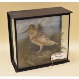 A CASED TAXIDERMY WOODCOCK standing amongst grasses on a faux mossy rock, 36cms high