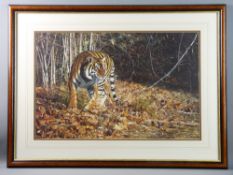 SIMON COMBES limited edition print - a tiger in woodland, dated June 1994, 44 x 67 cms