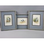 A HIRST watercolour - set of three birds, 'Jackass Penguin', 'Rockhopper Penguin' and 'Gull',