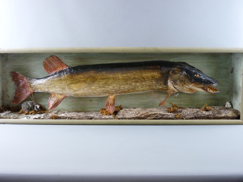 A BOX FRAMED TAXIDERMY STUDY OF A PIKE, caught in Llyn Tegid, 1980, 36 x 122 cms the case