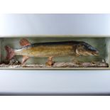 A BOX FRAMED TAXIDERMY STUDY OF A PIKE, caught in Llyn Tegid, 1980, 36 x 122 cms the case